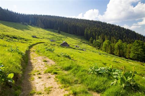 Mountain Trail Through A Coniferous Forest And A Green Alpine Meadow