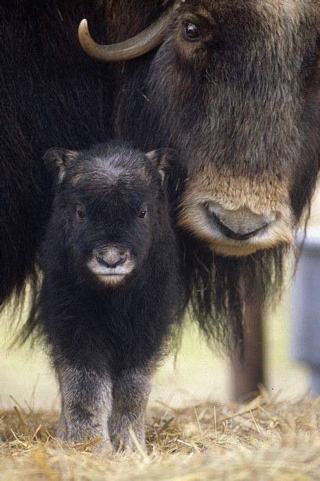 26 Best Yak Babies Images On Pinterest Cows Bhutan And Bison