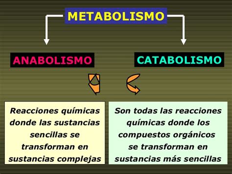 Ejemplos De Catabolismo Y Anabolismo En Los Seres Vivos Lifeder Images