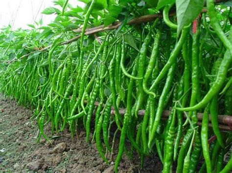 Priyathams Imported Bonsai Green Chilli Plant Seed Price