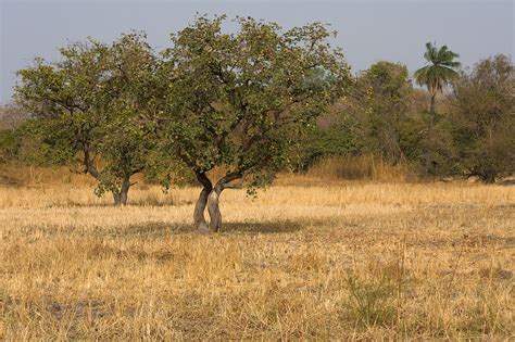 Filekiang West Savanna Wikimedia Commons