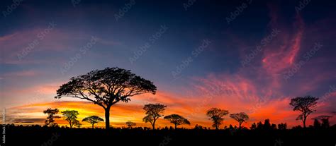 Panorama Silhouette Tree In Africa With Sunsettree Silhouetted Against