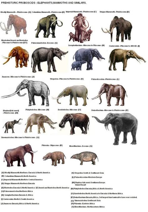 Extinct Animals List With Pictures And Names Idalias Salon