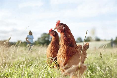 The concept of animal welfare includes three elements: Waitrose wins 'Best Retailer Award' for farm animal ...