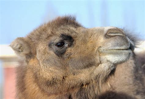 ADW: Camelus bactrianus: INFORMATION