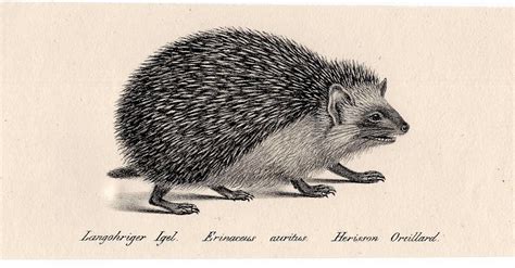 1824 Hedgehog Original Antique Animal Print By Antiqueprintstore