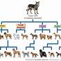 Dog Line Breeding Chart