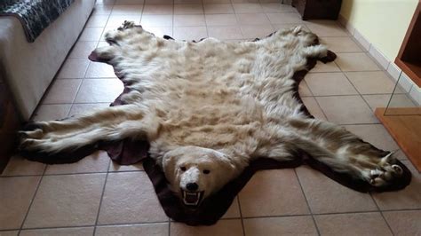 Top Taxidermy Polar Bear Skin With Nicely Mounted Head Catawiki
