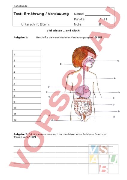 Arbeitsblatt Die Verdauung Biologie Anatomie Physiologie Images And