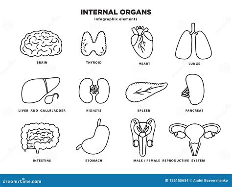 Internal Organs Icon Set Human Organs Infographic Elements In Line
