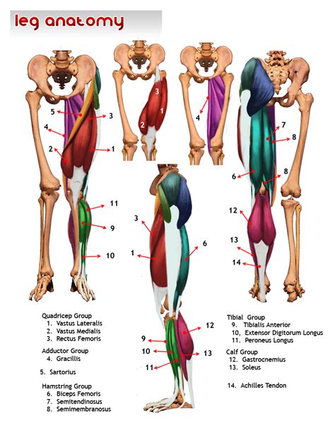Muscles Of The Legs Anatomia Piernas Anatomía De Yoga