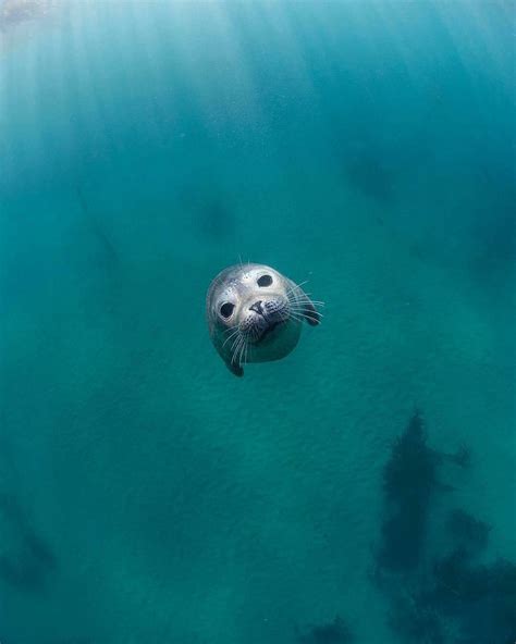 Pin By Michaelyn Seals On Animals Cute Animals Seal Pup Animals