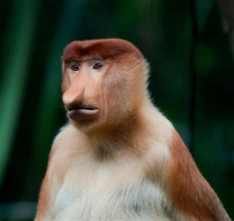17 Best Images About Proboscis Monkeys On Pinterest