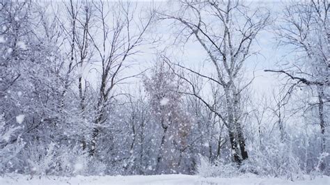 Winter Landscape During Of Falling Snow Beautiful Winter Forest And