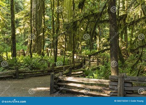 Cathedral Grove Macmillan Provincial Park Douglas Firs In Old Growth