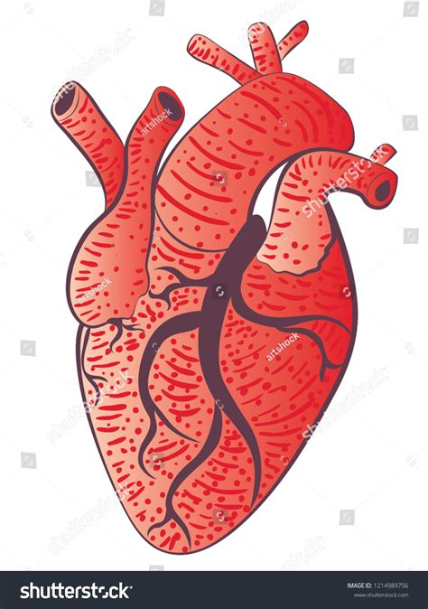 Stylized Human Heart Design Grunge Illustration Stock Vector Royalty