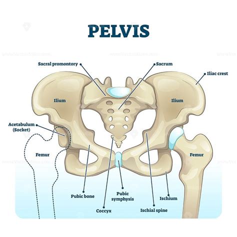 Pelvis Anatomical Skeleton Structure Basic Anatomy And Physiology