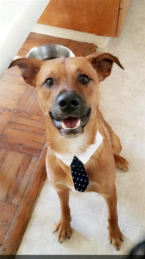 Psbattle This Pup Wearing A Tie Rphotoshopbattles