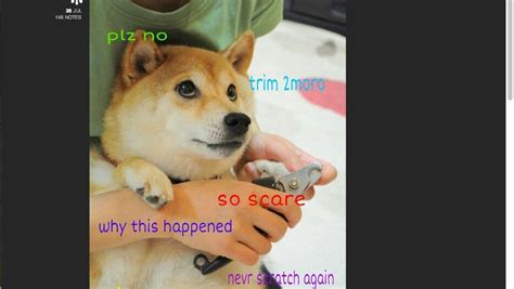 23 Shiba Inu Dog With Hat Meme L2sanpiero