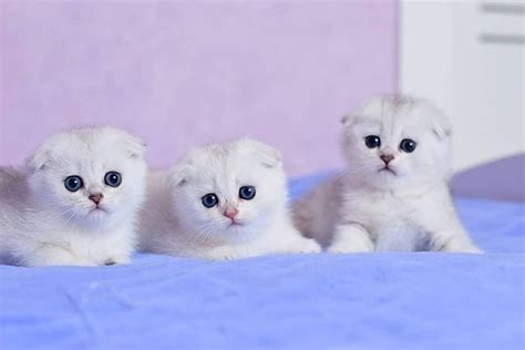 Scottish Fold Kittens Characteristics Care And Adoption Issuewire