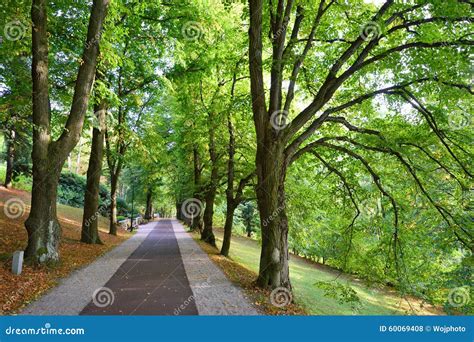 Long Alley Of Green Trees Stock Photo Image Of Branch 60069408