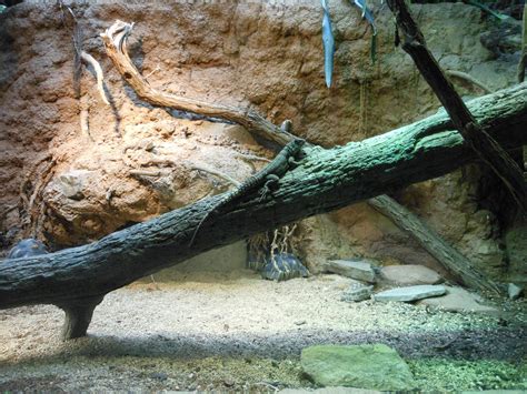 Bronx Zoo Assorted Reptile Exhibit Madagascar Zoochat
