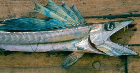 Scary Fanged Cannibal Lancetfish Washes Up Alive