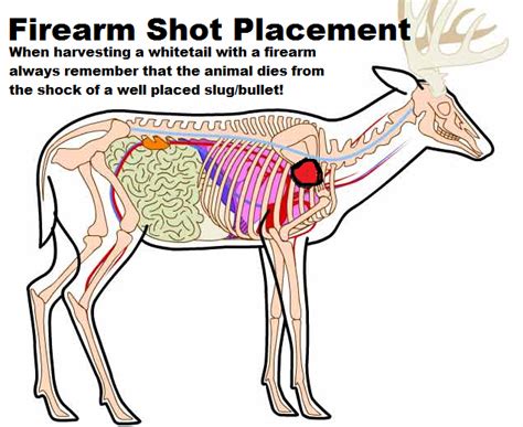 Whitetail Shot Placement Diagram