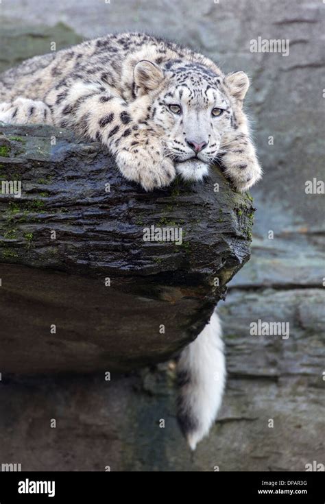 Snow Leopard Lying Down On Hi Res Stock Photography And Images Alamy
