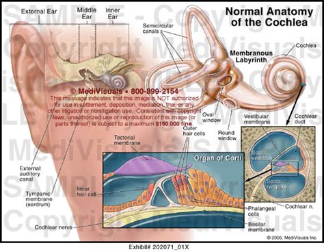 Normal Anatomy Of The Cochlea Medical Illustration