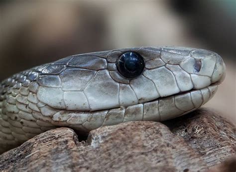 Czarna Mamba Ciekawostki I Niesamowite Fakty O Zabójczym Wężu Węże