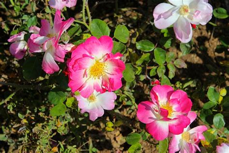 Wild Rose Bush Hot Pink Free Photo On Pixabay Pixabay