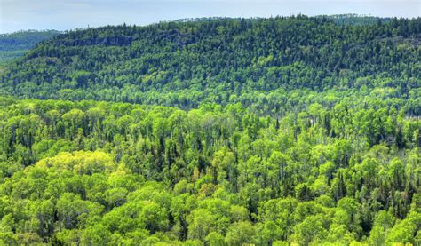 The Large Forest At Pigeon River Provincial Park Ontario Canada Image