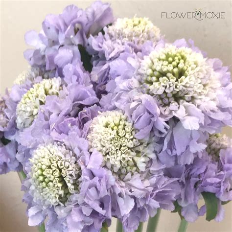 Lavender Scabiosa Flower Diy Wedding Flowers Flower Moxie