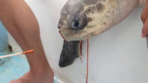 Sea Turtle With Straw Up Its Nostril No To Plastic Straws Youtube