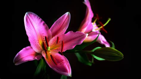 Vintage Pink Lilly Flowers With Leaves In Black Background Hd Flowers