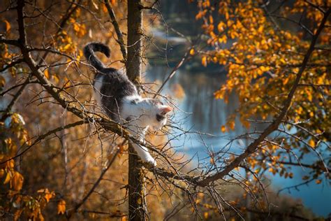 20 Cats And Dogs That Cant Get Enough Of Fall Mnn