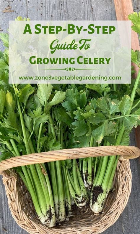 How To Grow Celery In Zone 3 When To Plant Celery Seeds