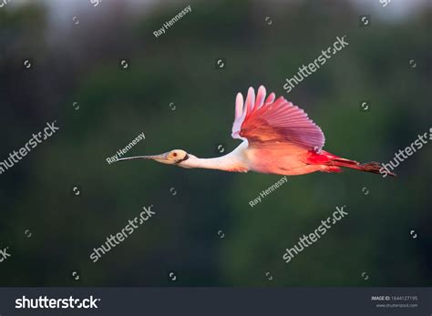 Roseate Spoonbill Flying Bright Pink Wings Stock Photo 1644127195