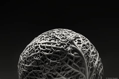 Cabbage A Tribute To Edward Weston On Behance