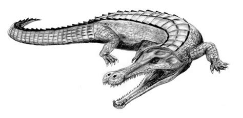 Sarcosuchus Fossil Wiki Fandom