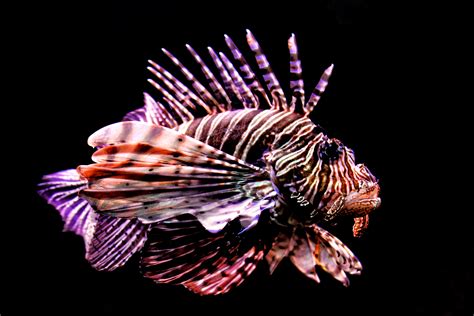 Free Photo Tropical Fish Red Lionfish Pterois Volitans Animal