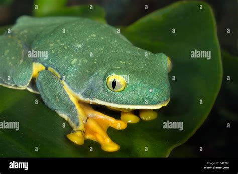 The Splendid Leaf Frog Cruziohyla Calcarifer Portrait Atlanta