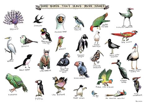 Birds Pictures With Names Birds Pictures With Names Bird Species