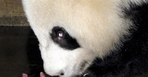 Panda Monium 4 Born On Same Day In China