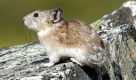 Collared Pika Nwt Species At Risk