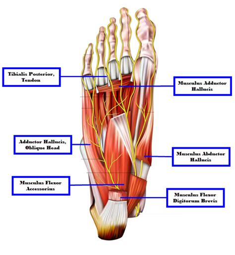 Muscles Of The Foot Dorsal Plantar Teachmeanatomy Vlr Eng Br
