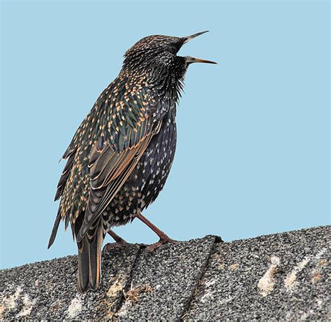 European starlings are great vocal mimics and known to mimic 20 other different species. European Starling Nightmare | BirdNote