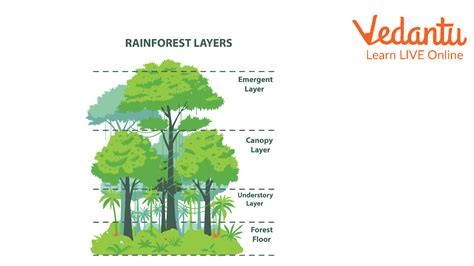Facts About Rainforests Learn Interesting Facts About Rainforests For Kids