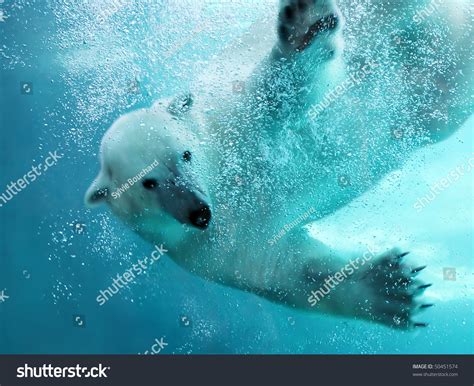 Polar Bear Attacking Underwater Full Paw Stock Photo 50451574